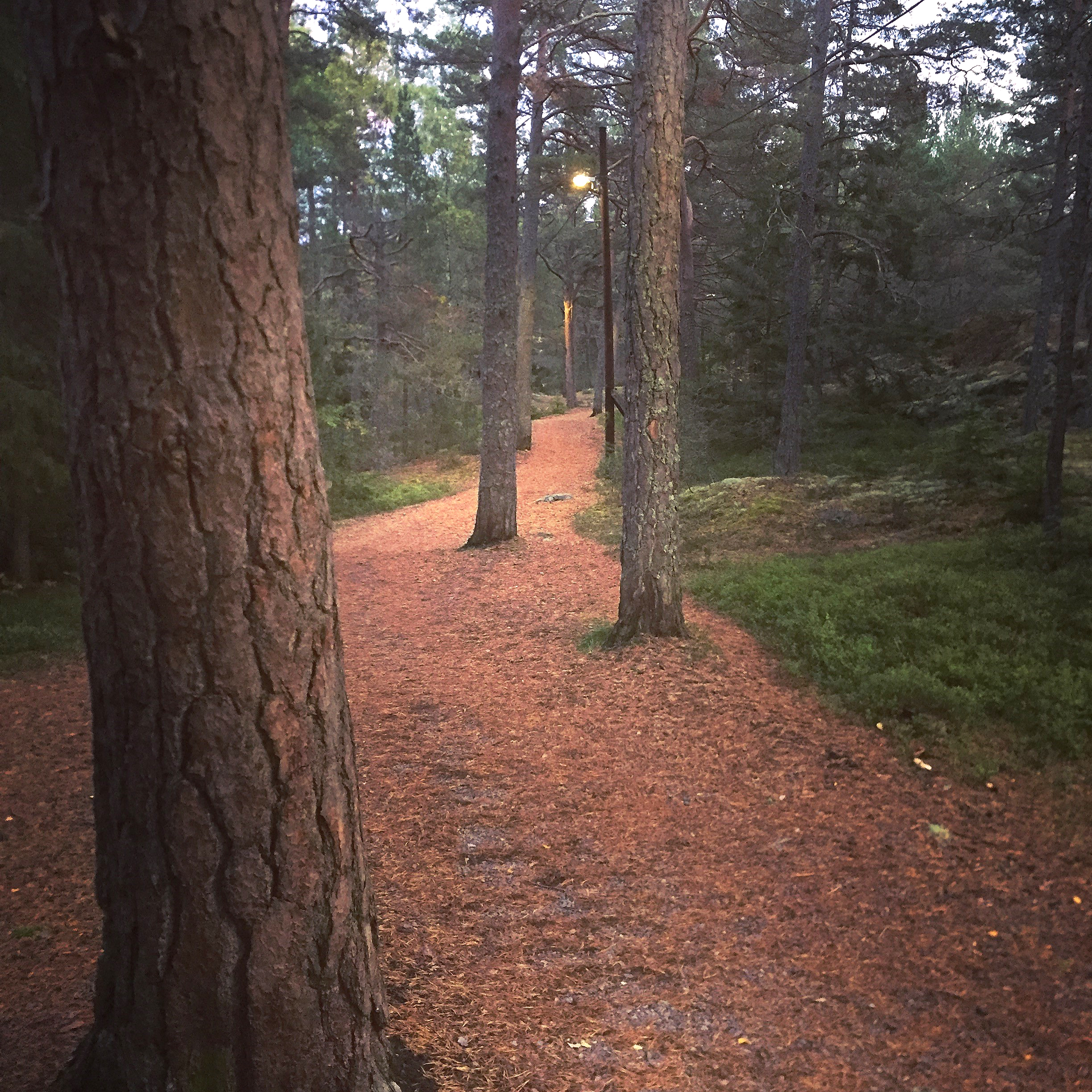 Elljusspåret Vitalisskogen